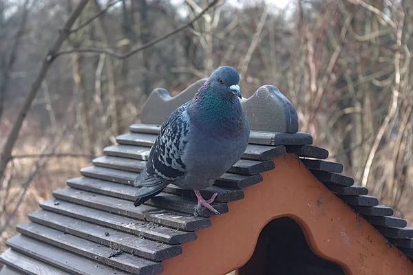 Piccione Azzurro Sul Tetto Una Mangiatoia Uccelli Nel Parco — Foto Stock