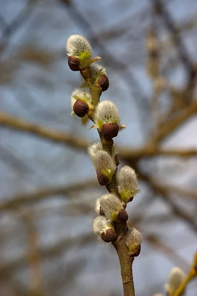 春の真ん中にある植物のふわふわの芽 — ストック写真