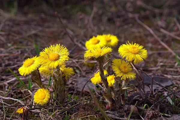 Leuchtend Gelbe Blüten Auf Einem Trockenen Rasen Vom Schnee Befreit — Stockfoto