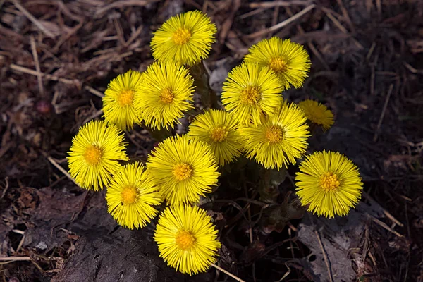 bright yellow flowers on a dry lawn, freed from snow