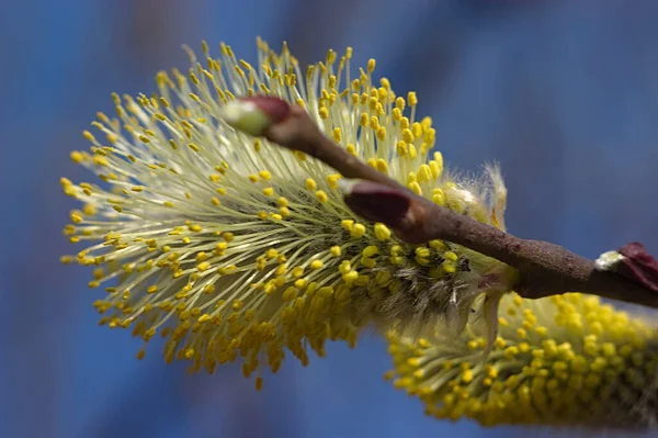 Flauschige Knospen Der Pflanzen Mitten Frühling — Stockfoto