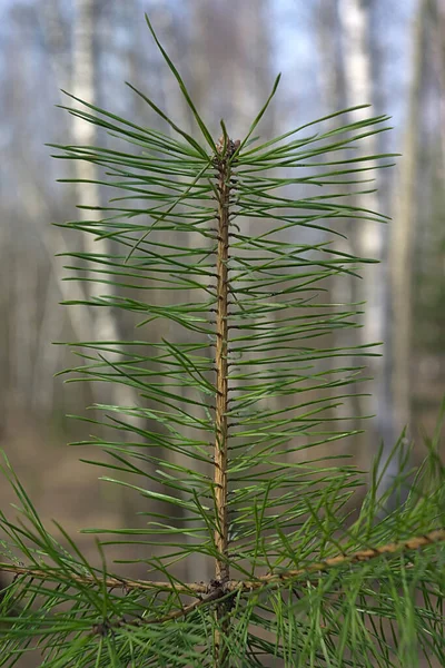 Top Young Pine Tree Grew Birch Grove — Stock Photo, Image