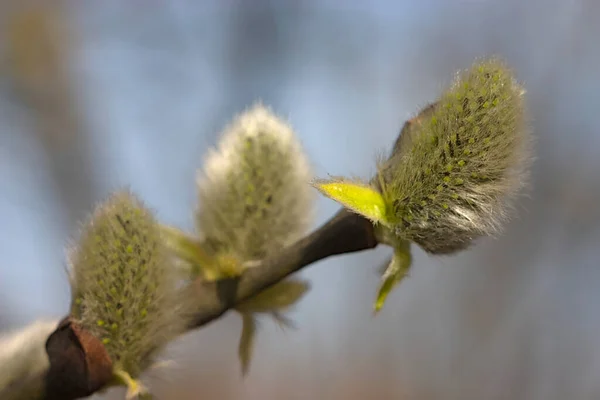 Flauschige Knospen Der Pflanzen Mitten Frühling — Stockfoto