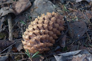 Çimlerin üzerinde eski bir köknar konisi