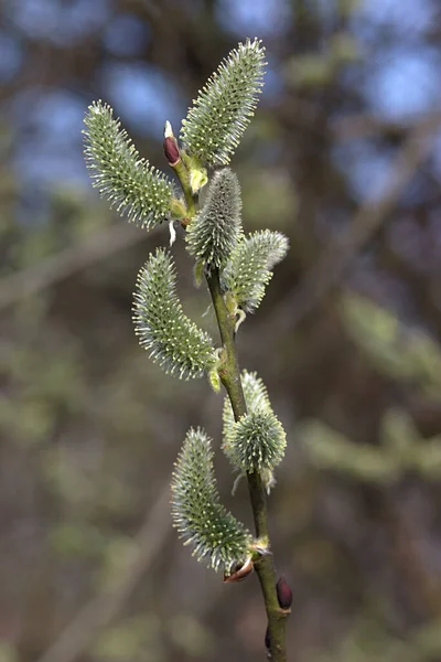 Brotos Fofos Uma Planta Brotadora Primavera — Fotografia de Stock