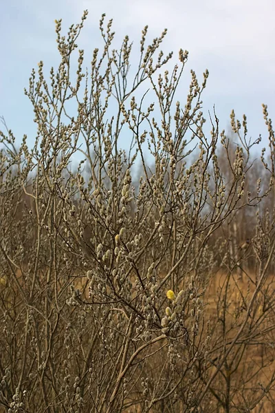 Brotes Esponjosos Una Planta Ciernes Primavera —  Fotos de Stock