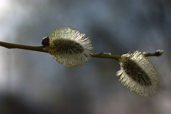 Fluffy Buds Budding Plant Spring — Stock Photo, Image