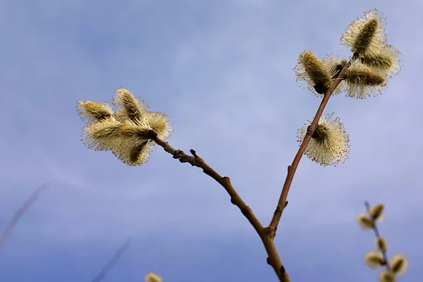 Pluizige Knoppen Van Een Ontluikende Plant Het Voorjaar — Stockfoto