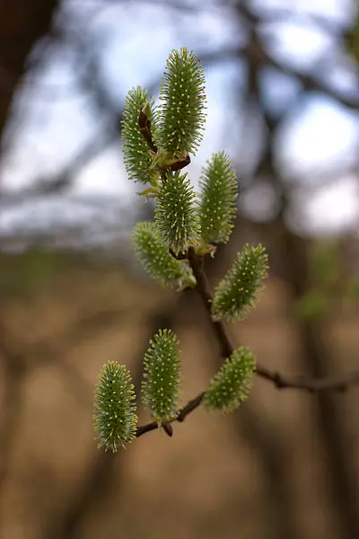 Bourgeons Duveteux Une Plante Bourgeonnante Printemps — Photo