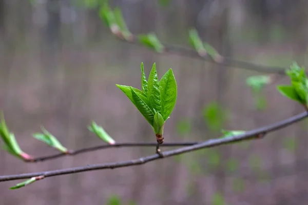 Ein Dünner Zweig Mit Blühenden Blättern — Stockfoto