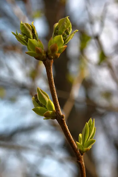 Tenká Větvička Kvetoucími Listy — Stock fotografie