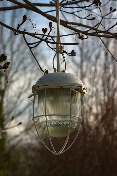 Lampa Szklanym Cieniu Pośród Gałęzi Drzewa Parku — Zdjęcie stockowe