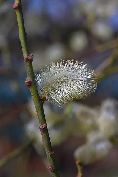 Flauschige Knospe Einem Dünnen Zweig Frühling — Stockfoto