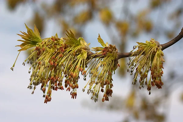 Branche Érable Avec Chatons Fleuris Matin Printemps — Photo