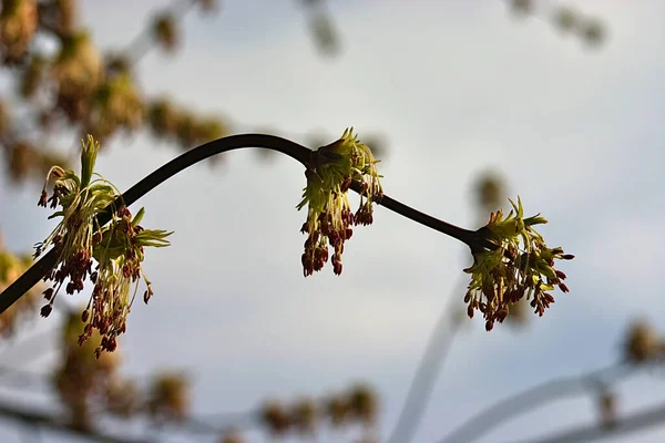 春の朝に開花した白子を持つカエデの枝 — ストック写真