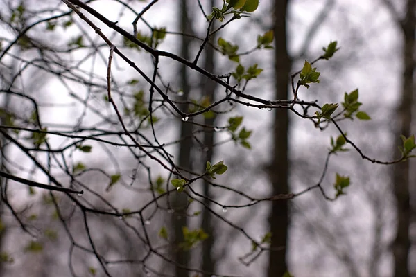 Branches Budding Plants Were Soaked Rain — Stock Photo, Image