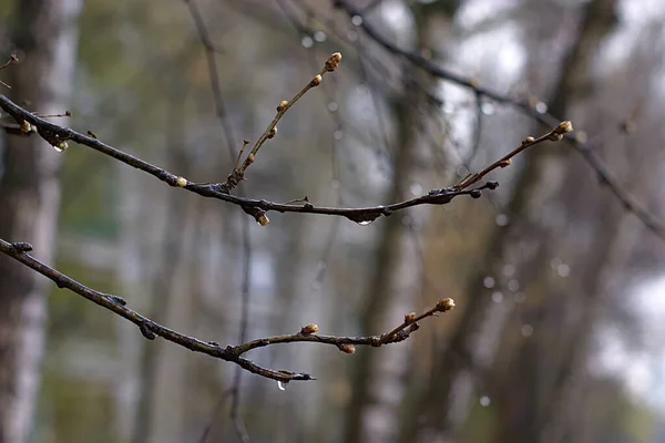 Tomurcuklanan Bitkilerin Dalları Yağmurdan Sırılsıklam Olmuştu — Stok fotoğraf