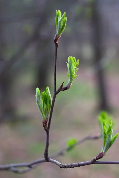 Kleine Groene Bladeren Een Tak Het Voorjaar — Stockfoto