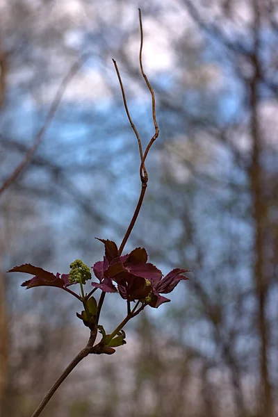 Giovani Foglie Fioriscono Sul Ramo Primavera — Foto Stock