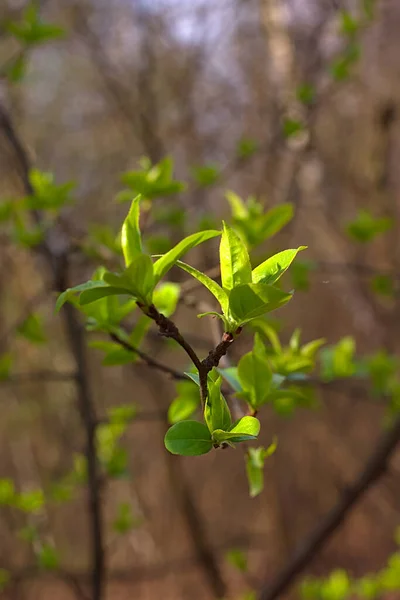 Las Hojas Pequeñas Verdes Sobre Rama Primavera —  Fotos de Stock