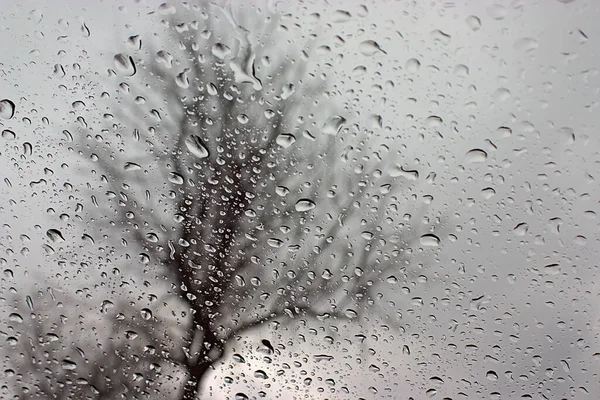 Árvore Atrás Vidro Coberto Com Gotas Chuva — Fotografia de Stock