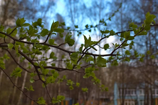 Jungblätter Blühen Frühling Ast — Stockfoto