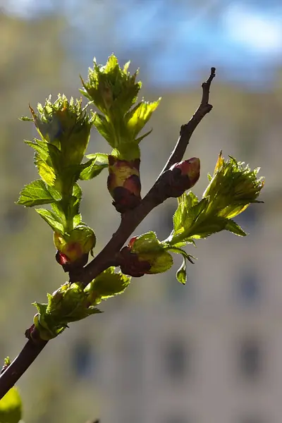 Jeunes Feuilles Fleurissent Sur Branche Printemps — Photo