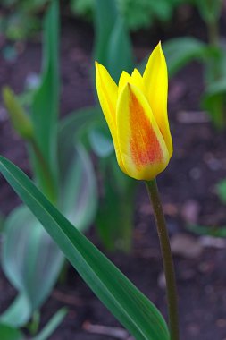 İnce saplı kırmızı-sarı lale çiçeği