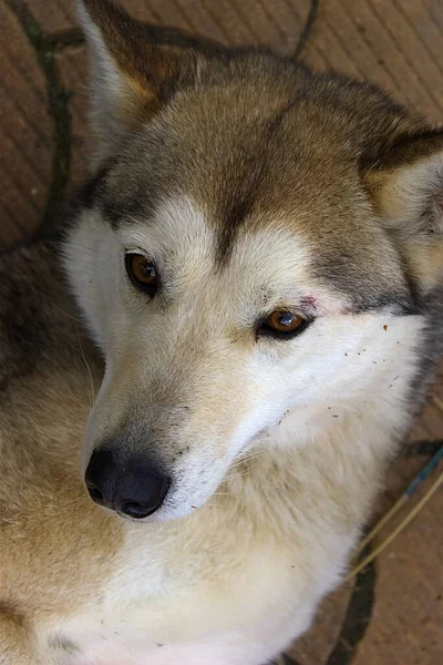 Νεαρός Husky Ποζάρουν Για Μια Φωτογράφηση — Φωτογραφία Αρχείου