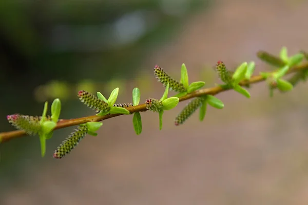 春の枝に柔らかい緑の葉 — ストック写真