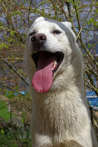 Husky Hoofd Met Tong Steken Uit Zijn Mond — Stockfoto