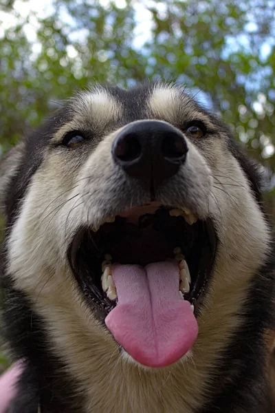 Husky Huvud Med Tungan Sticker Munnen — Stockfoto