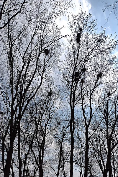 Гнезда Ладьи Высоких Деревьях Парке — стоковое фото