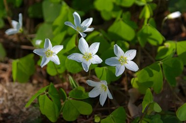 Ormanın kenarında küçük bahar çiçekleri