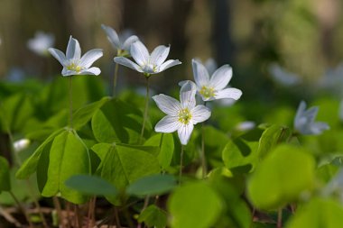 Ormanın kenarında küçük bahar çiçekleri