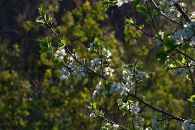 İlkbaharda dalda beyaz çiçekler