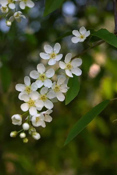 Белые Цветы Ветке Весной — стоковое фото