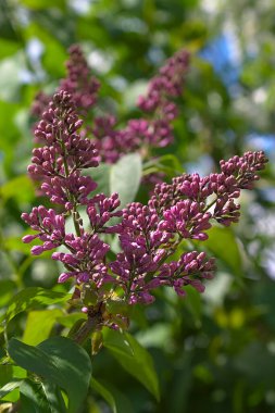 Güneşli bir bahar gününde açan bir dal.