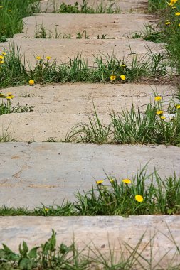Karahindibalar eski beton yolda yetişir.