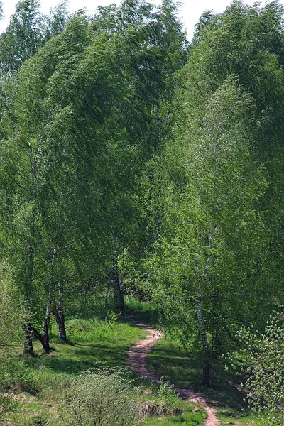 Path Birches Edge Forest — Stock Photo, Image