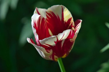 Kırmızı ve beyaz lale tomurcuğu yakın çekim görüntüsü
