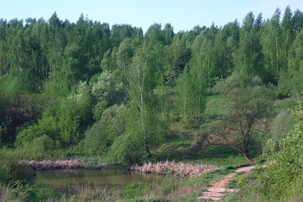 Pieni Lampi Alangoilla Lähellä Metsää — kuvapankkivalokuva