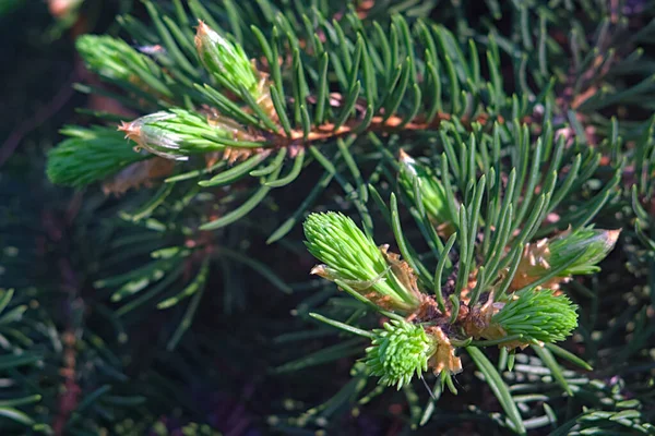 Furry Green Spruce Twigs Late Spring — Stock Photo, Image