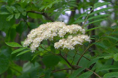 Kasvetli bir bahar sabahı, Rowan 'ın çiçek açan bir dalı