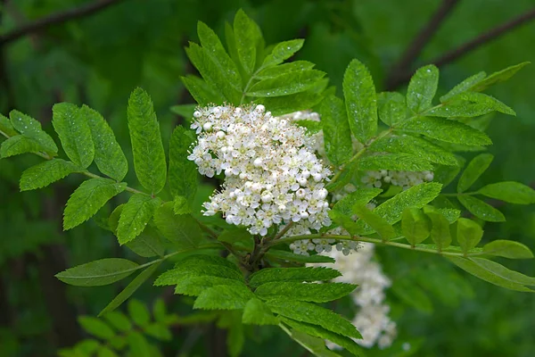 Ramo Florescente Rowan Uma Manhã Primavera Sombria — Fotografia de Stock