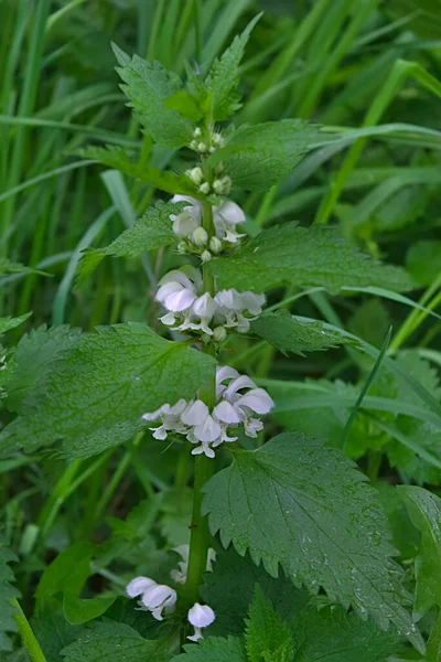 Bloeiwijze Van Lamium Album — Stockfoto