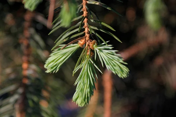 Spruce Branch New Tassels Edges — Stock Photo, Image