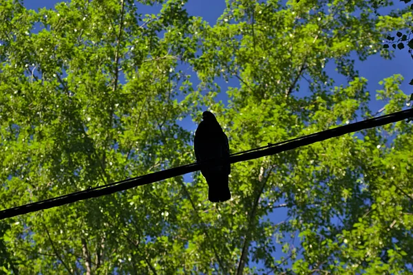 Silhouette Une Colombe Sur Fil Sur Fond Arbres Verts — Photo