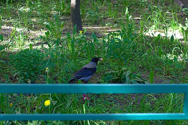 一只灰色的乌鸦在草坪上觅食 — 图库照片