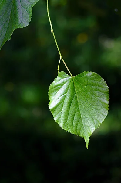 Una Hoja Tilo Verde Una Rama —  Fotos de Stock